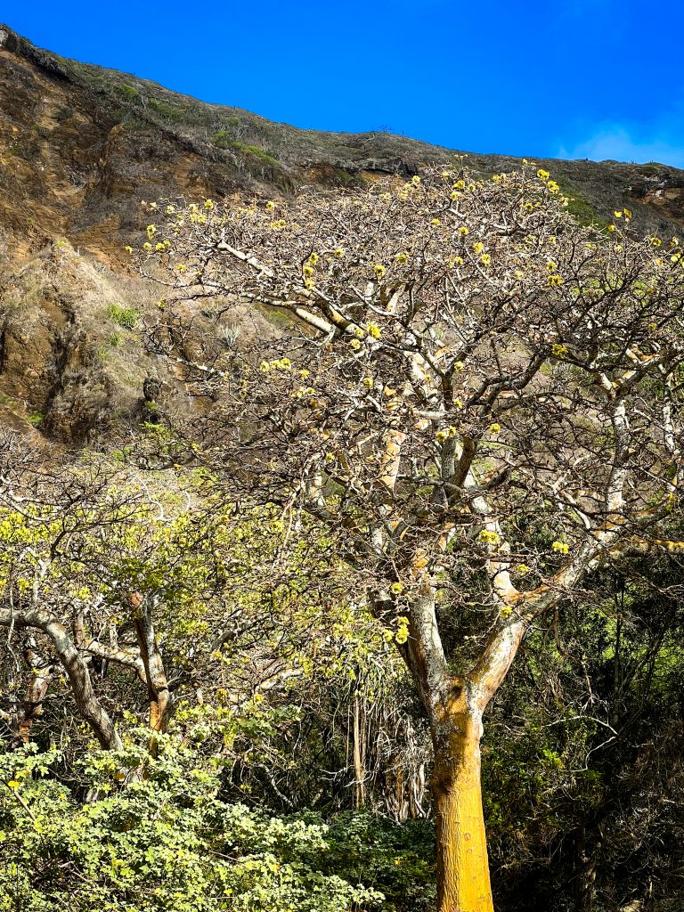 Flora of Hawaii Wiliwili Tree Hawaiian Trail & Mountain Corp.