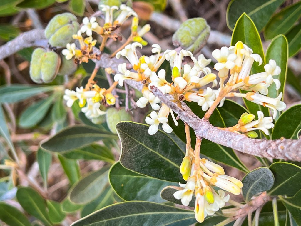 Flora of Hawaii: Hoawa - Hawaiian Trail & Mountain Corp.