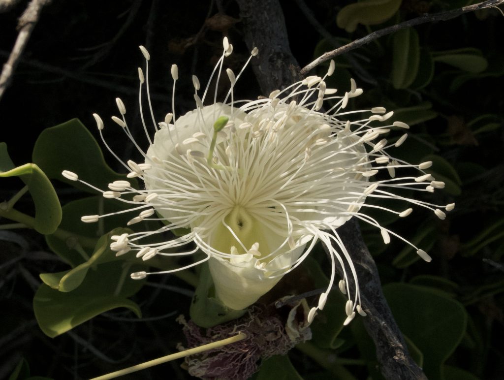 Ulu Kanu: Capparis sandwichiana - Hawaiian Trail & Mountain